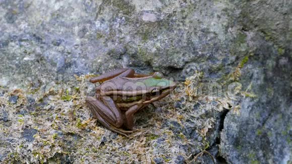 岩石上的绿水稻蛙视频的预览图