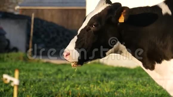 黑白牛在草地上吃草视频的预览图