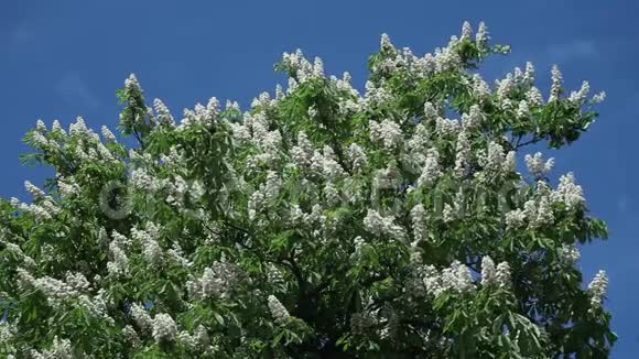 在蓝蓝的天空上树枝上的栗子花视频的预览图