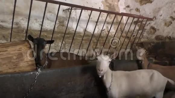 三只山羊在谷仓里视频的预览图