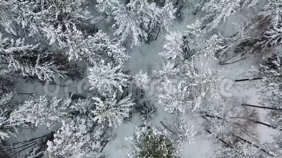 在寒冷的冬天飞上大森林的正上方视频的预览图