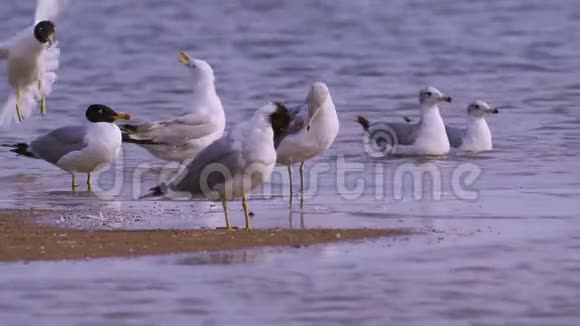 一群海鸥巨大的黑头鸥伊希雅图和草原海鸥拉鲁斯卡奇纳斯站在浅水湾视频的预览图