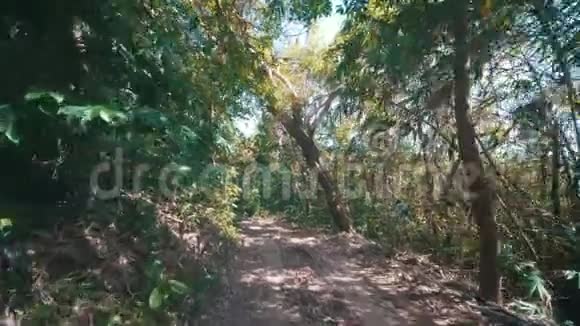 在热带丛林中漫步视频的预览图
