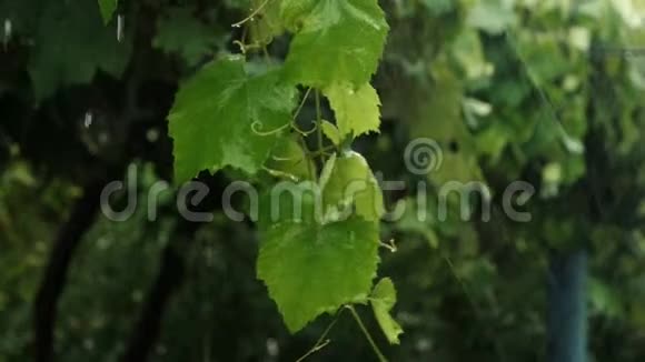 带着新鲜葡萄叶的树枝在大雨中枯萎视频的预览图