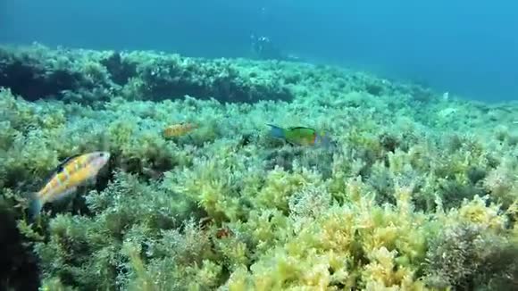 水下场景小绿鱼在离镜头很近的珊瑚礁中游泳视频的预览图