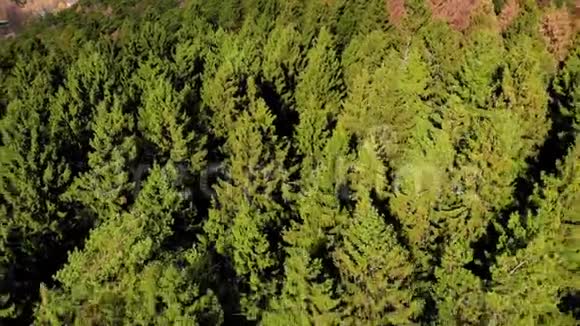 与针叶林惊人的景观视频的预览图
