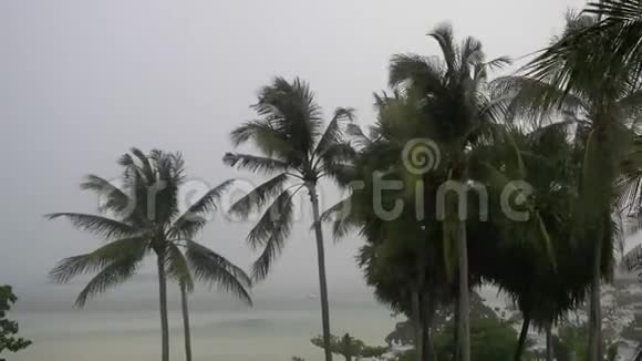 热带风暴强风吹着椰子树下雨时天空多云3840x2160视频的预览图