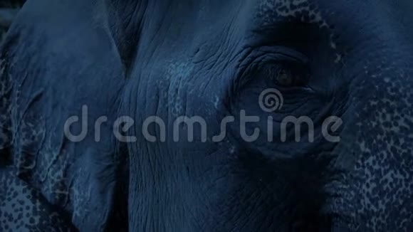 大象在晚上环顾四周视频的预览图