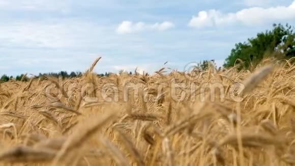 小麦或黑麦的穗在风中摇摆收获时间视频的预览图
