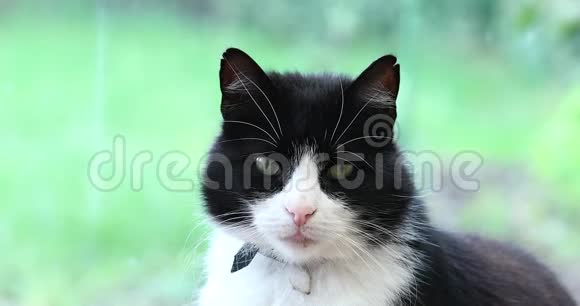 窗前的黑白猫视频的预览图