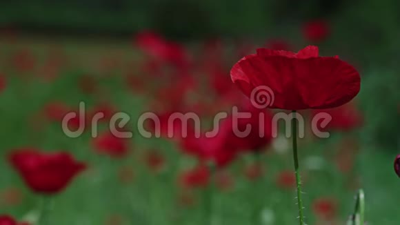 红花围着高大的小草视频的预览图