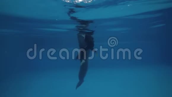 海豚与驯兽师在海豚池水下观看训练技巧视频的预览图