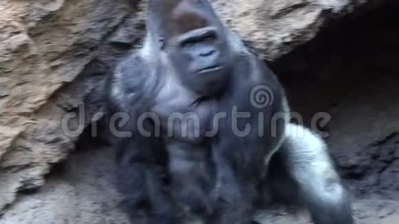 银背大猩猩的大公仔视频的预览图