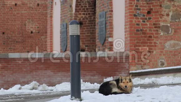 无家可归的狗在建筑物附近的雪地上结冰视频的预览图