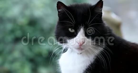 窗前的黑白猫视频的预览图