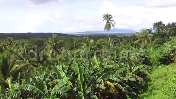 1棵椰子树其中最高的一棵在森林的突出空中打击视频的预览图