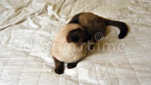 暹罗小猫在床上视频的预览图