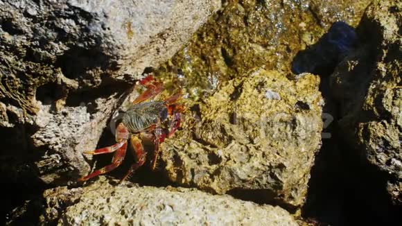 螃蟹坐在红海沿岸的岩石上视频的预览图