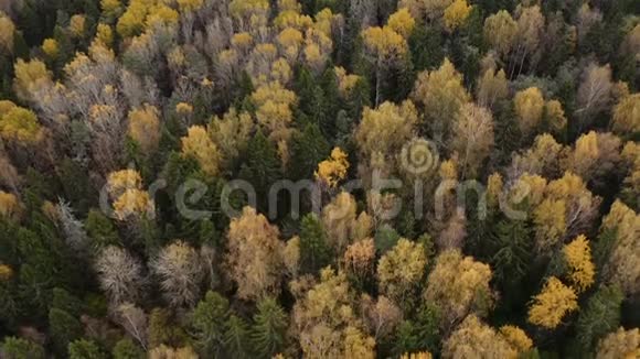 在秋天的森林里飞过黄绿的树梢视频的预览图