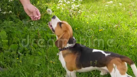 小猎犬玩耍咬蒲公英花视频的预览图