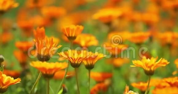 金盏花的橙花药用植物视频的预览图