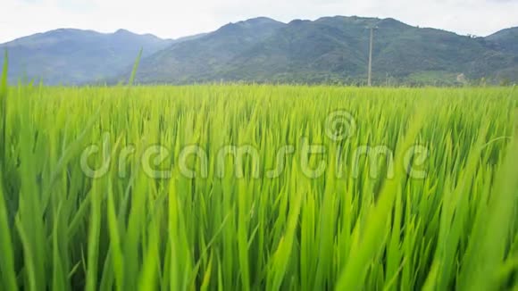 近景风霜绿稻茎在山峦上视频的预览图