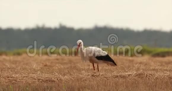 成人欧洲白鹳行走在农业领域在白俄罗斯在晴朗的夏日野鸟稻草床视频的预览图