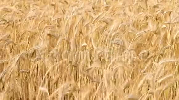 小麦或黑麦的穗在风中摇摆收获时间视频的预览图