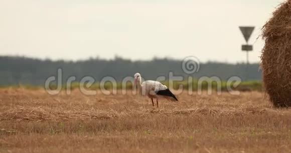 成人欧洲白鹳行走在农业领域在白俄罗斯在晴朗的夏日野鸟稻草床视频的预览图