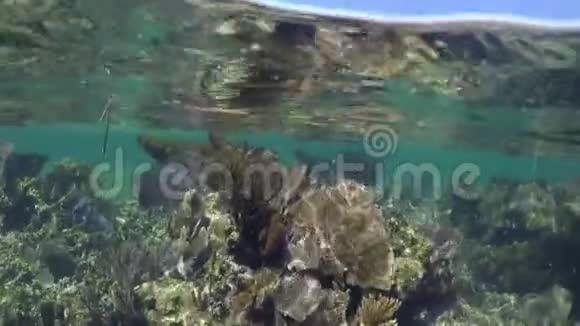加勒比海珊瑚礁景观水下景观视频的预览图