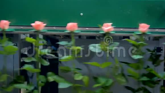 长茎粉红色玫瑰在两个方向的平地上移动视频的预览图