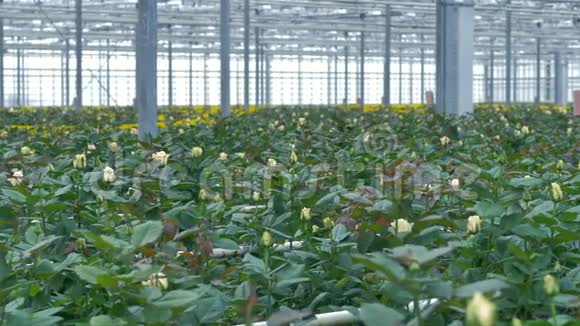 一座温室建筑前景上满是奶油白玫瑰4K视频的预览图