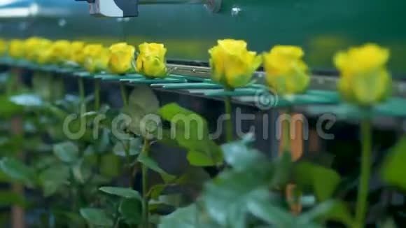一个自动花厂平地机运送黄玫瑰视频的预览图