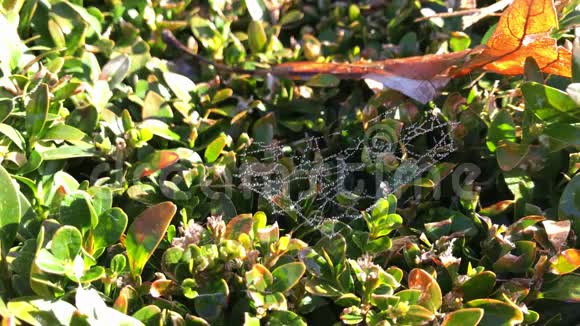 秋日公园野杉树叶子上蜘蛛网上的露珠视频的预览图