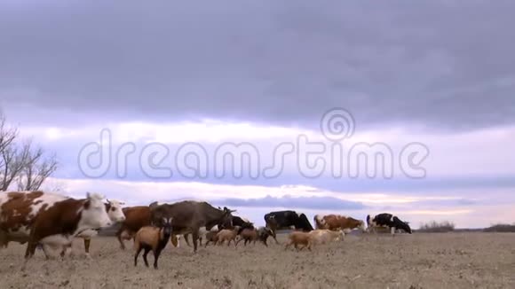牛群和山羊穿过草地视频的预览图