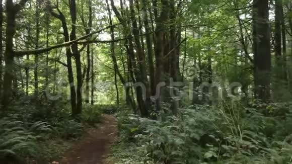 穿过青苔林的小径视频的预览图