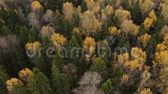 在秋天的森林里飞过黄绿的树梢视频的预览图