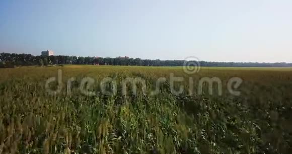 在炎热的一天带着玉米飞过田野视频的预览图