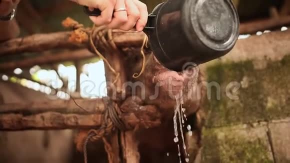 农夫给猪喝瓢里的水在菲律宾一个城市饲养家猪视频的预览图