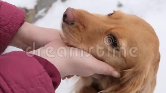 冬天下雪时主人爱抚他的狗快乐的宠物在街上视频的预览图
