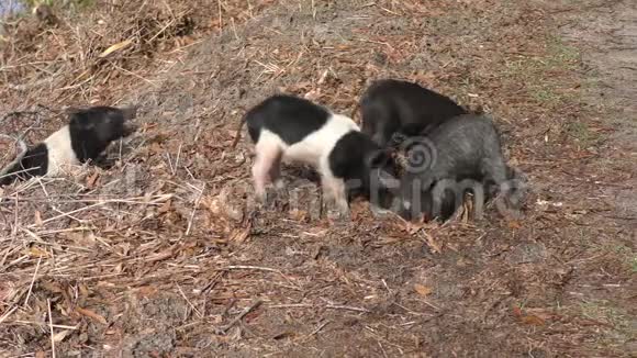 野生小猪在佛罗里达湿地觅食视频的预览图
