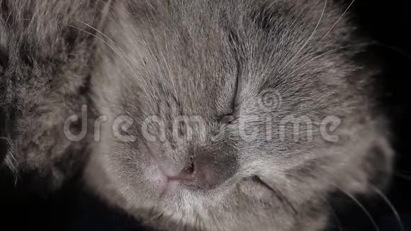特写困倦的灰色小猫视频的预览图