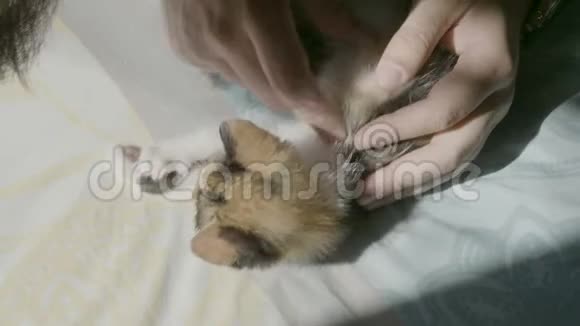 有胡子的嬉皮士和他可爱的小猫在床上玩耍视频的预览图