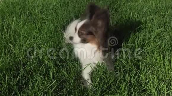 美丽的狗帕皮龙躺在绿色的草坪上环顾四周的股票录像视频的预览图