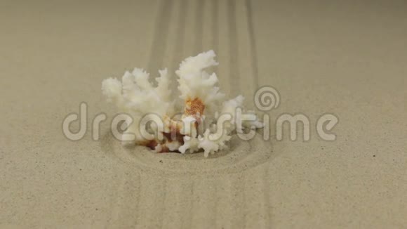 放大一个美丽的珊瑚躺在一圈沙子里视频的预览图