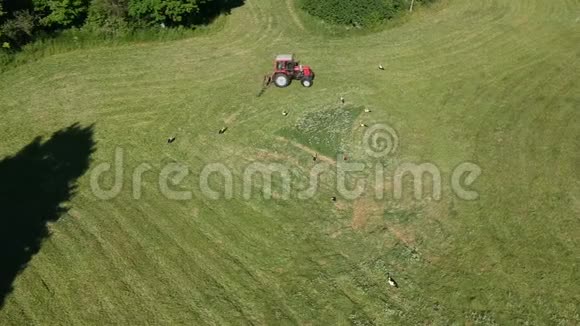红农场拖拉机在草地上砍草在空中砍许多白鹳视频的预览图