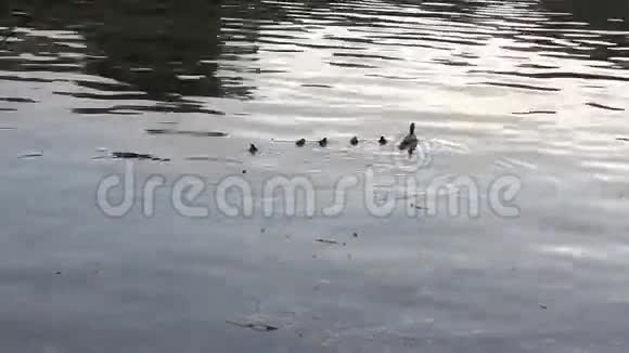 母鸭子和她的幼崽在湖上视频的预览图