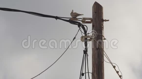 欧亚大陆的鸽子坐在电线杆上视频的预览图