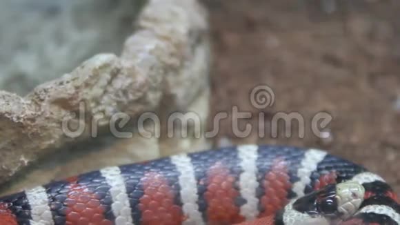 俄勒冈州的蛇视频的预览图