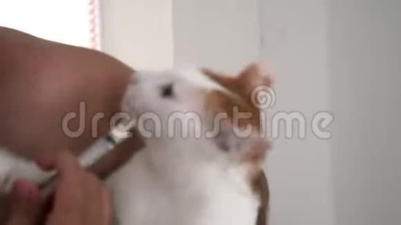 动物护理主人在注射器给家猫送药宠物抗药性视频的预览图